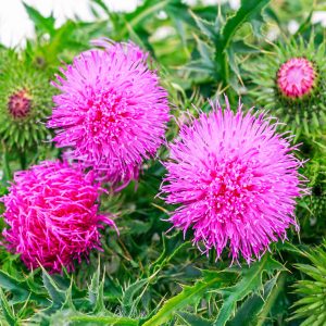 Milk Thistle