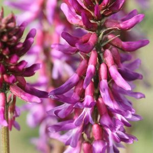 ASTRAGALUS