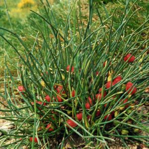 Ephedra