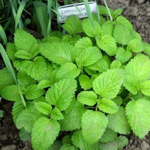 Lemon Balm