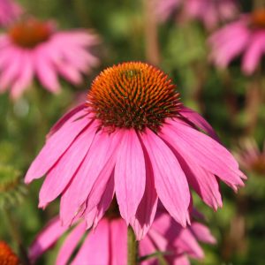 Echinacea