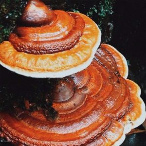 Reishi
