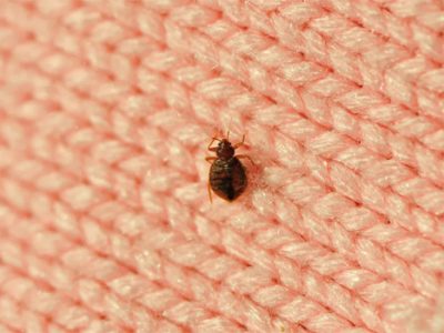 Bed Bug Bites Home Remedies and Pr
