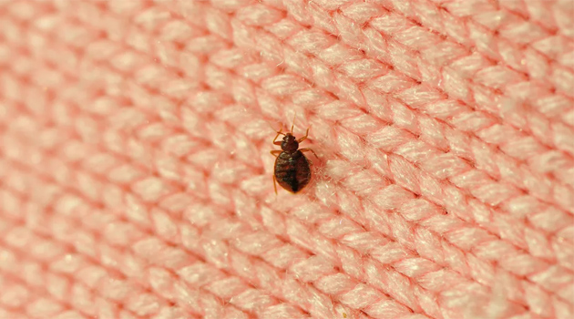 Bed Bug Bites Home Remedies and Pr