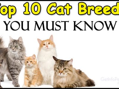 Top 10 Cat Breeds You Must Know
