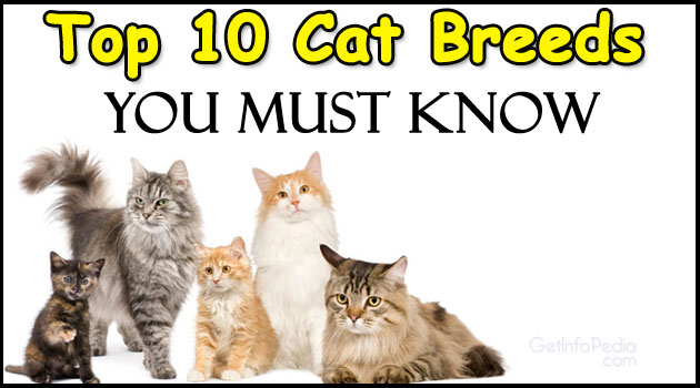 Top 10 Cat Breeds You Must Know