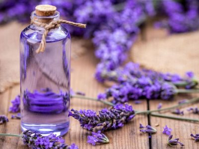 Lavender Oil