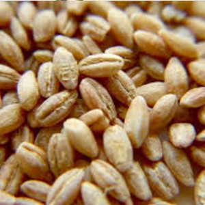 Barley