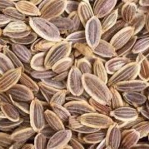 Dill seeds