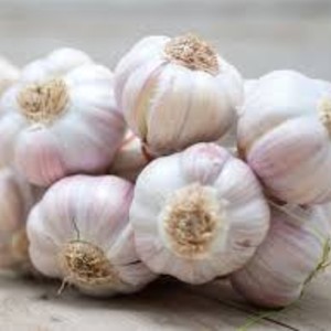 Garlic 