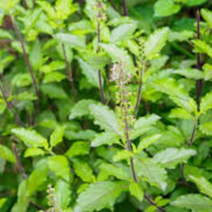 Holy basil