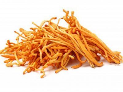 Cordyceps
