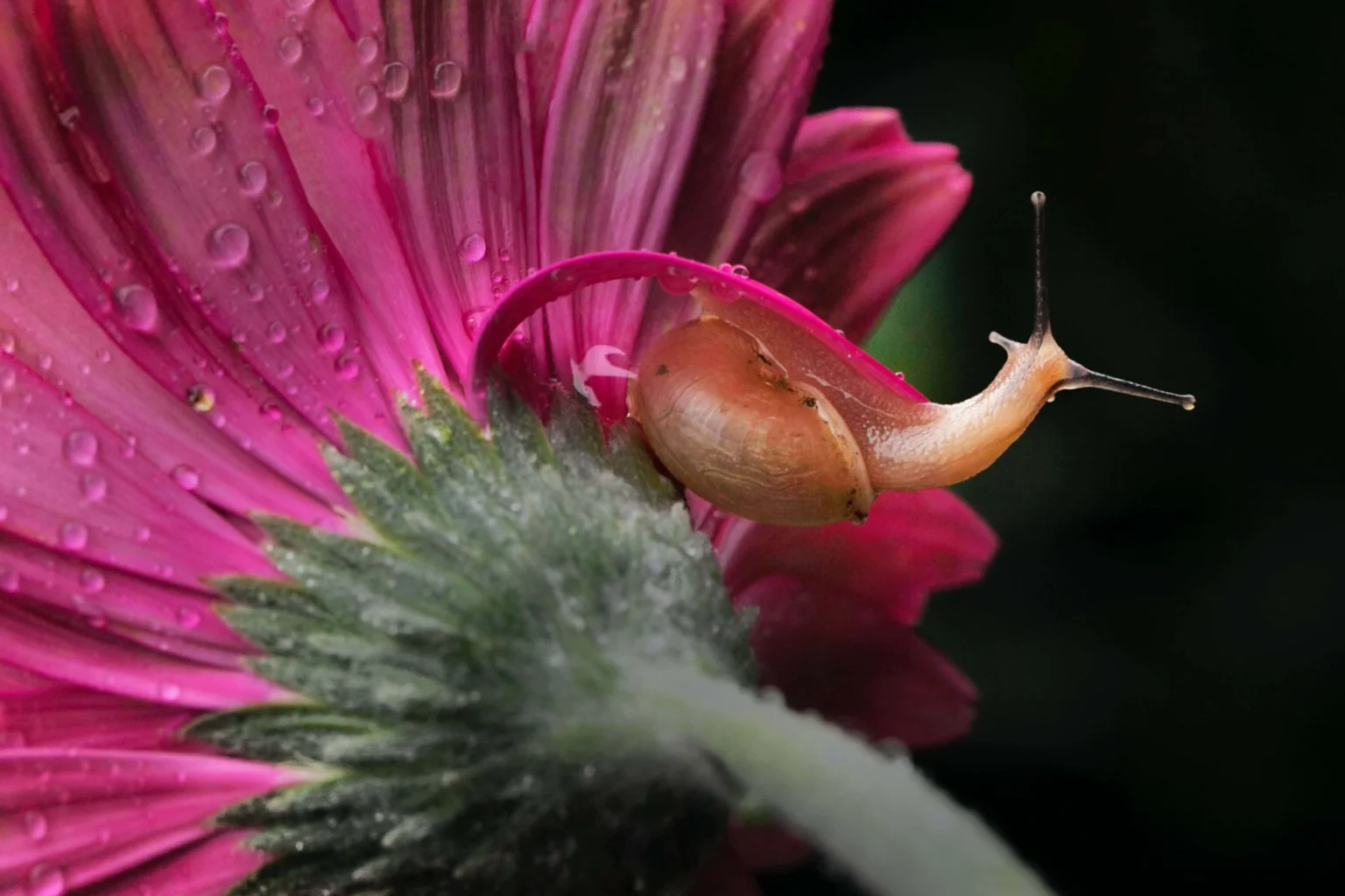 An Ultimate Guide: What Does Snail Mucin Do for Your Skin? What Does Snail Mucin Do for Skin - GetInfopedia.com