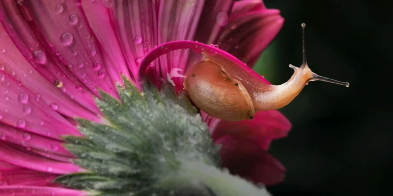 What Does Snail Mucin Do for Skin - GetInfopedia.com