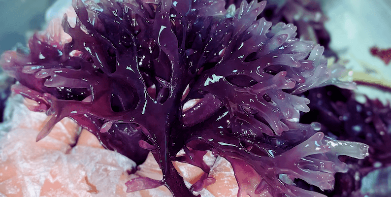 Benefits of Purple Sea Moss for Skin | Purple SEa Moss